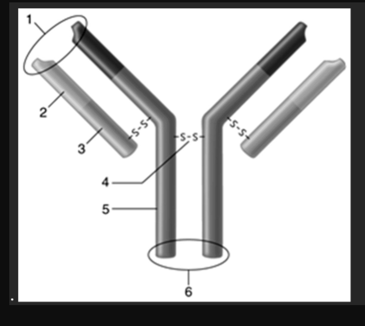 <p><span style="line-height: 18.3458px;">Answer the question using the accompanying figure. The region that determines the class of antibody is indicated by number ____.&nbsp;</span></p><table style="min-width: 138px;"><colgroup><col style="min-width: 25px;"><col style="width: 88px;"><col style="min-width: 25px;"></colgroup><tbody><tr><td colspan="1" rowspan="1" style="-webkit-user-drag: none; -webkit-tap-highlight-color: transparent; margin: 0px; padding: 0px; user-select: text; overflow: visible; vertical-align: top; position: relative; background-color: transparent; background-clip: padding-box; border: 0px none; width: 26px;"><p class="Paragraph SCXW254121058 BCX0" style="text-align: left;"><span style="line-height: 17.2667px;"> &nbsp;</span></p></td><td colspan="1" rowspan="1" colwidth="88" style="-webkit-user-drag: none; -webkit-tap-highlight-color: transparent; margin: 0px; padding: 0px; user-select: text; overflow: visible; vertical-align: top; position: relative; background-color: transparent; background-clip: padding-box; border: 0px none; width: 14px;"><p class="Paragraph SCXW254121058 BCX0" style="text-align: left;"><span style="line-height: 18.3458px;">a. &nbsp;</span></p></td><td colspan="1" rowspan="1" style="-webkit-user-drag: none; -webkit-tap-highlight-color: transparent; margin: 0px; padding: 0px; user-select: text; overflow: visible; vertical-align: top; position: relative; background-color: transparent; background-clip: padding-box; border: 0px none; width: 33px;"><p class="Paragraph SCXW254121058 BCX0" style="text-align: left;"><span style="line-height: 18.3458px;">1&nbsp;</span></p></td></tr><tr><td colspan="1" rowspan="1" style="-webkit-user-drag: none; -webkit-tap-highlight-color: transparent; margin: 0px; padding: 0px; user-select: text; overflow: visible; vertical-align: top; position: relative; background-color: transparent; background-clip: padding-box; border: 0px none; width: 26px;"><p class="Paragraph SCXW254121058 BCX0" style="text-align: left;"><span style="line-height: 17.2667px;"> &nbsp;</span></p></td><td colspan="1" rowspan="1" colwidth="88" style="-webkit-user-drag: none; -webkit-tap-highlight-color: transparent; margin: 0px; padding: 0px; user-select: text; overflow: visible; vertical-align: top; position: relative; background-color: transparent; background-clip: padding-box; border: 0px none; width: 14px;"><p class="Paragraph SCXW254121058 BCX0" style="text-align: left;"><span style="line-height: 18.3458px;">b. &nbsp;</span></p></td><td colspan="1" rowspan="1" style="-webkit-user-drag: none; -webkit-tap-highlight-color: transparent; margin: 0px; padding: 0px; user-select: text; overflow: visible; vertical-align: top; position: relative; background-color: transparent; background-clip: padding-box; border: 0px none; width: 33px;"><p class="Paragraph SCXW254121058 BCX0" style="text-align: left;"><span style="line-height: 18.3458px;">2&nbsp;</span></p></td></tr><tr><td colspan="1" rowspan="1" style="-webkit-user-drag: none; -webkit-tap-highlight-color: transparent; margin: 0px; padding: 0px; user-select: text; overflow: visible; vertical-align: top; position: relative; background-color: transparent; background-clip: padding-box; border: 0px none; width: 26px;"><p class="Paragraph SCXW254121058 BCX0" style="text-align: left;"><span style="line-height: 17.2667px;"> &nbsp;</span></p></td><td colspan="1" rowspan="1" colwidth="88" style="-webkit-user-drag: none; -webkit-tap-highlight-color: transparent; margin: 0px; padding: 0px; user-select: text; overflow: visible; vertical-align: top; position: relative; background-color: transparent; background-clip: padding-box; border: 0px none; width: 14px;"><p class="Paragraph SCXW254121058 BCX0" style="text-align: left;"><span style="line-height: 18.3458px;">c. &nbsp;</span></p></td><td colspan="1" rowspan="1" style="-webkit-user-drag: none; -webkit-tap-highlight-color: transparent; margin: 0px; padding: 0px; user-select: text; overflow: visible; vertical-align: top; position: relative; background-color: transparent; background-clip: padding-box; border: 0px none; width: 33px;"><p class="Paragraph SCXW254121058 BCX0" style="text-align: left;"><span style="line-height: 18.3458px;">3&nbsp;</span></p></td></tr><tr><td colspan="1" rowspan="1" style="-webkit-user-drag: none; -webkit-tap-highlight-color: transparent; margin: 0px; padding: 0px; user-select: text; overflow: visible; vertical-align: top; position: relative; background-color: transparent; background-clip: padding-box; border: 0px none; width: 26px;"><p class="Paragraph SCXW254121058 BCX0" style="text-align: left;"><span style="line-height: 17.2667px;"> &nbsp;</span></p></td><td colspan="1" rowspan="1" colwidth="88" style="-webkit-user-drag: none; -webkit-tap-highlight-color: transparent; margin: 0px; padding: 0px; user-select: text; overflow: visible; vertical-align: top; position: relative; background-color: transparent; background-clip: padding-box; border: 0px none; width: 14px;"><p class="Paragraph SCXW254121058 BCX0" style="text-align: left;"><span style="line-height: 18.3458px;">d. &nbsp;</span></p></td><td colspan="1" rowspan="1" style="-webkit-user-drag: none; -webkit-tap-highlight-color: transparent; margin: 0px; padding: 0px; user-select: text; overflow: visible; vertical-align: top; position: relative; background-color: transparent; background-clip: padding-box; border: 0px none; width: 33px;"><p class="Paragraph SCXW254121058 BCX0" style="text-align: left;"><span style="line-height: 18.3458px;">4&nbsp;</span></p></td></tr><tr><td colspan="1" rowspan="1" style="-webkit-user-drag: none; -webkit-tap-highlight-color: transparent; margin: 0px; padding: 0px; user-select: text; overflow: visible; vertical-align: top; position: relative; background-color: transparent; background-clip: padding-box; border: 0px none; width: 26px;"><p class="Paragraph SCXW254121058 BCX0" style="text-align: left;"><span style="line-height: 17.2667px;"> &nbsp;</span></p></td><td colspan="1" rowspan="1" colwidth="88" style="-webkit-user-drag: none; -webkit-tap-highlight-color: transparent; margin: 0px; padding: 0px; user-select: text; overflow: visible; vertical-align: top; position: relative; background-color: transparent; background-clip: padding-box; border: 0px none; width: 14px;"><p class="Paragraph SCXW254121058 BCX0" style="text-align: left;"><span style="line-height: 18.3458px;">e. &nbsp;</span></p></td><td colspan="1" rowspan="1" style="-webkit-user-drag: none; -webkit-tap-highlight-color: transparent; margin: 0px; padding: 0px; user-select: text; overflow: visible; vertical-align: top; position: relative; background-color: transparent; background-clip: padding-box; border: 0px none; width: 33px;"><p class="Paragraph SCXW254121058 BCX0" style="text-align: left;"><span style="line-height: 18.3458px;">5&nbsp;</span></p></td></tr></tbody></table><p></p>