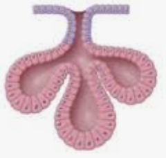 <p>what gland is this called? </p>