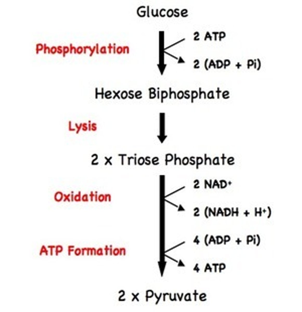 <p>- Some of the energy released from the sugar intermediates is used to directly synthesise ATP</p><p>- Four ATP molecules are released as the triose phosphates are converted into pyruvate</p><p>(but 2 ATP get used so net is 4)</p>