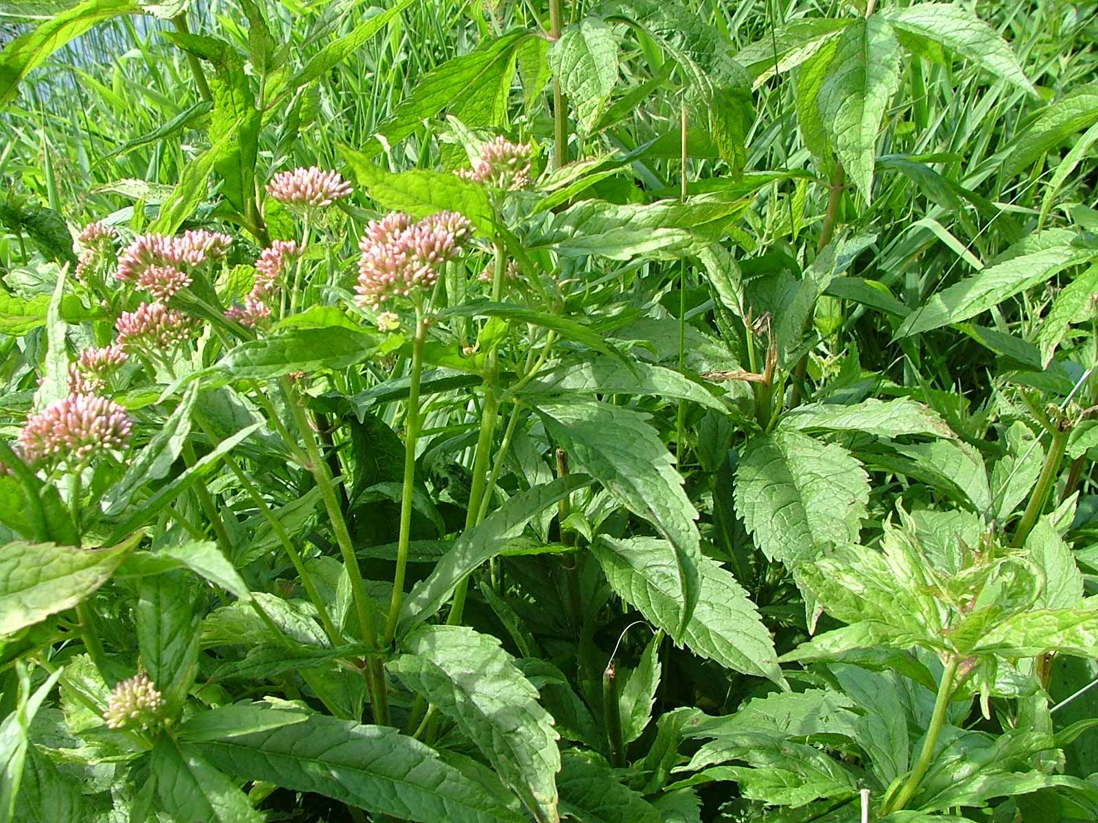 <p>Klasa <strong>ARTEMISIETEA VULGARIS </strong><span style="line-height: 22px;">związek<strong> <em>Convolvuletalia sepium</em></strong>&nbsp;</span></p>