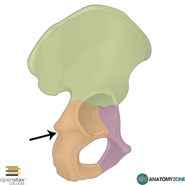 <p>A small indentation located right below the ischial spine.</p>