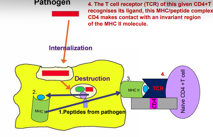 <p>1. Catabolism of protein antigen to peptides inside host cell-- some peptides bind to an MHC molecule </p><p>2. MHC II molecule binds to a peptide derived from the pathogen </p><p>3. Loaded MHC II/ peptide complex travels to the cell surface to display antigen to T cells </p><p>4. The T cell receptor (TCR) of this given CD4+ T cell recognises its ligand, this MHC/ peptide complex. CD4 makes contact with an invariant region of the MHC II molecule</p>