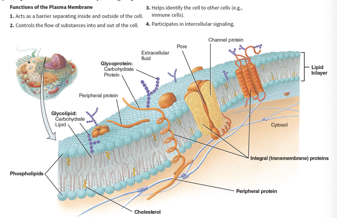 <p>plasma membrane function</p>