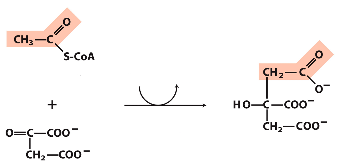 <p>What enzyme catalyzes this reaction? What are the intermediates, if any?</p>