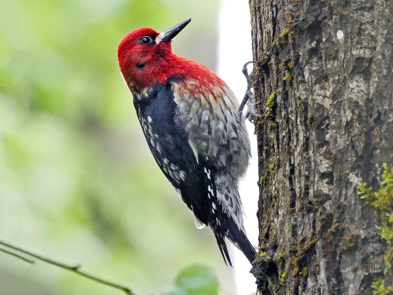 <p>Red-breasted sapsucker </p>