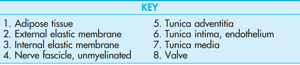 <p>Medium Vein, l.s., <strong>Lymph Node</strong><br>Orcein</p>