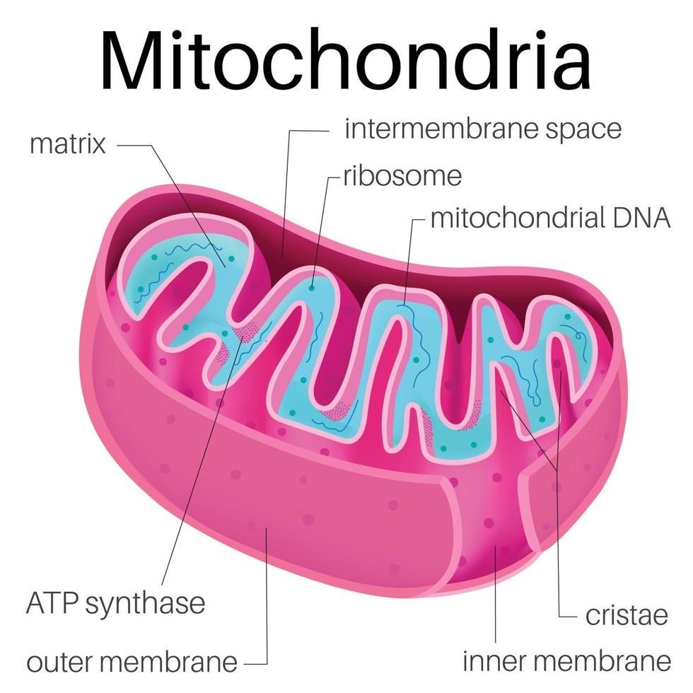 <p>What is the function of Mitochondria?</p>