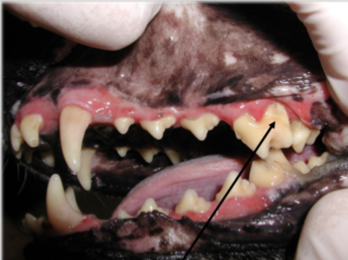 <p>What is shown in this image?</p>