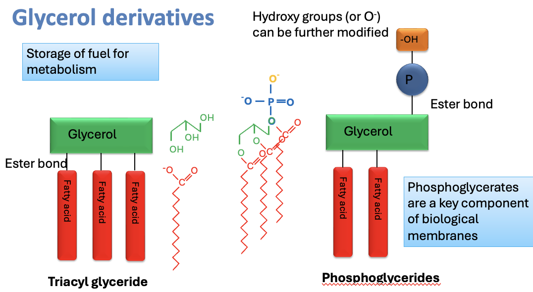 <p>triacylglycerides - glycerol + 3 fatty acids </p><p>phosphoglycerides - glycerol + 2 fatty acids + phosphate + hydroxyl group </p>