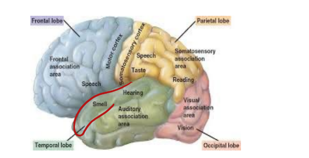 <p> Impulses are transmitted via the olfactory nerve (cranial</p><p>nerve I)</p><p>∙ Interpretation of smells is made in the cortex (olfactory</p><p>area of temporal lobe)</p><p></p><p></p>