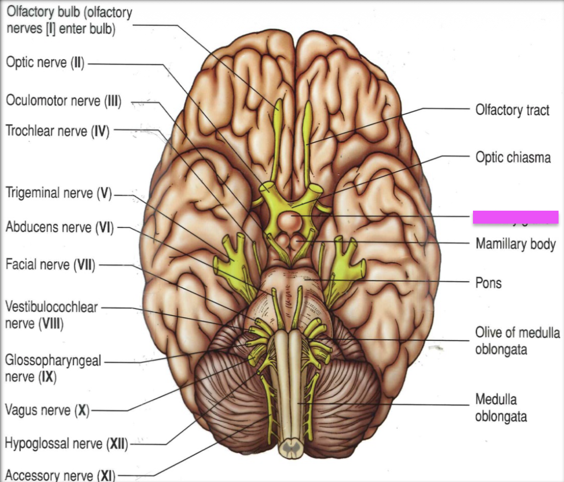 knowt flashcard image