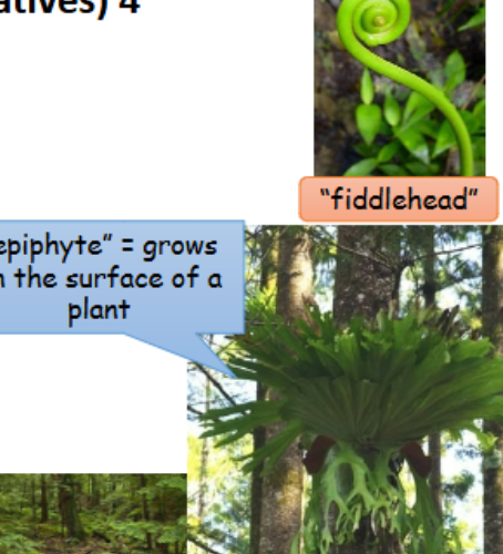 <p>-most widespread and diverse monilophytes</p><p>-homosporous </p><p>-large megaphylls </p><p>-sori on underside of sporophylls</p><p>-mostly in understory or as epiphytes (grows on the surface of a plant)</p>