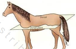 <p>Divides body into dorsal & ventral</p>