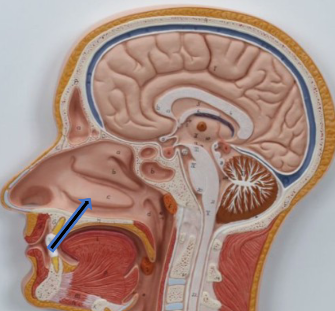 knowt flashcard image