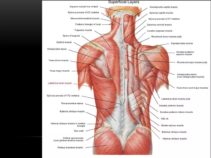 <ul><li><p>primary function is facilitation of respiration</p></li><li><p>serratus posterior inferior depresses the ribs</p></li></ul><p></p><p>origin → spinous processes of vertebrae T11-L2</p><p>insertion → inferior borders of ribs 9-12</p><p>action → depresses ribs, draws ribs inferoposteriorly</p><p>innervation → anterior rami of spinal nerves T9-T12 (aka 9th-11th intercostal nerves + subcostal nerve)</p><p>blood supply → posterior intercostal arteries, subcostal artery, upper lumbar arteries</p>