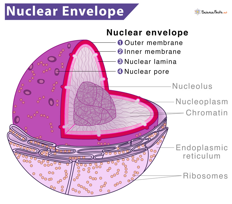<p>nuclear envelope</p>