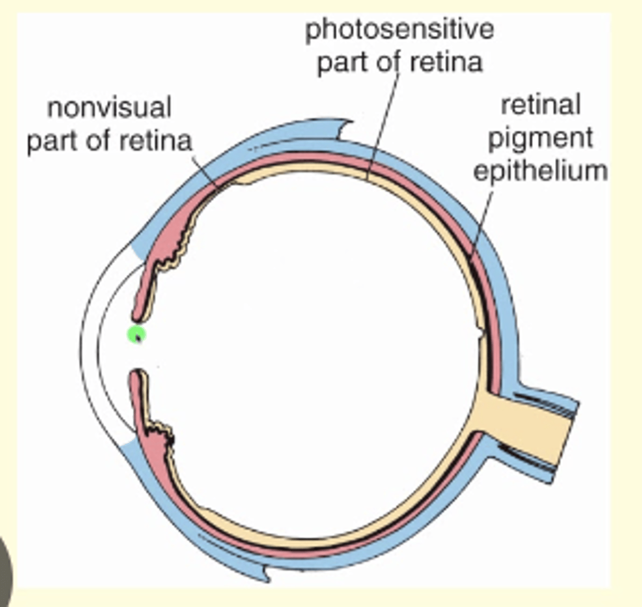 <p>What is the non-visual retina?</p>