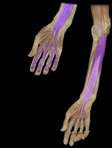 <p>What the highlighted structure is acting on the <strong><mark data-color="#ffdb9c" style="background-color: rgb(255, 219, 156); color: inherit;">Wrist and Hands</mark>.</strong> What muscle is this called?</p>