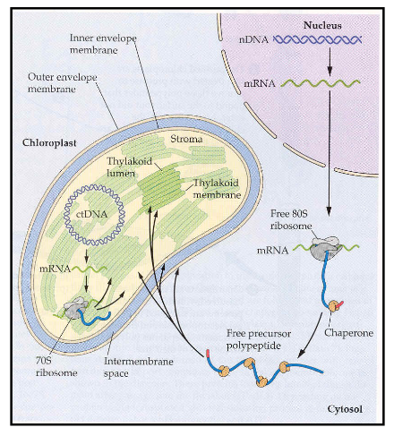 <ul><li><p>proteins destined for mitochondria and chloroplasts are synthesized in the cytoplasm on cystolic ribosomes</p></li><li><p>contain a signal sequence that specifies their destination</p></li><li><p>transported into the organelles <mark data-color="yellow" style="background-color: yellow; color: inherit;">post-translationally</mark></p></li><li><p>signal sequence is cleaved by peptidases following import</p></li></ul><p></p>