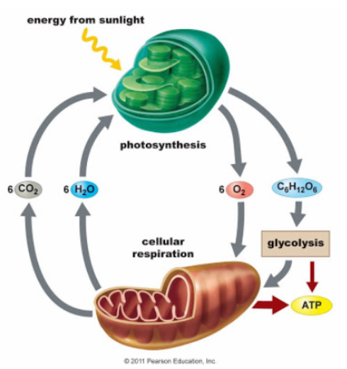 <p>Energy is produced through the process of <strong>cellular respiration:</strong></p><ul><li><p>Food (Glucose) + Oxygen → Carbon Dioxide + Water + Energy </p></li><li><p>Cellular respiration breaks down glucose into cellular energy (ATP-what the plants actually use)</p></li></ul><ul><li><p>Another way to write the above equation (js more scientifically) is: C<sub>6</sub>H<sub>12</sub>O<sub>6 </sub>+ 6O<sub>2</sub> → 6 CO<sub>2</sub> + 6 H<sub>2</sub>O + ATP (adenosine triphosphate)- ATP is the actual thing they use</p></li></ul><p></p><p>The glucose is produced by <strong>photosynthesis</strong> since plants are autotrophs:</p><ul><li><p>6 CO<sub>2</sub> + 6 H<sub>2</sub>O + light + chlorophyll → C<sub>6</sub>H<sub>12</sub>O<sub>6</sub> + 6 O<sub>2</sub></p></li></ul><p>Note: Photosynthesis uses products of cellular respiration to produce reactants of cellular respiration</p><ul><li><p>Plants need to use the energy they make thru photosynthesis in order to survive</p></li></ul><p>These two processes are <u>complimentary</u>- one depends on the other.</p>