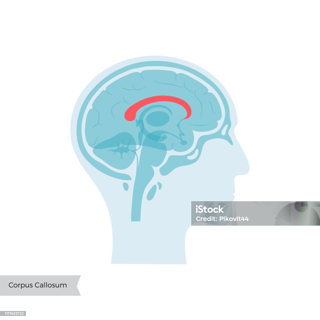 <p>Corpus Callosum</p>