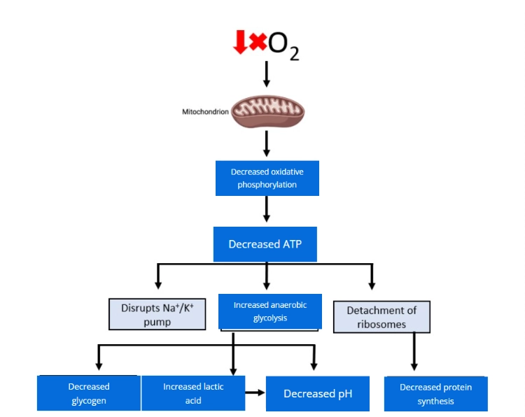 <ul><li><p>Without oxygen:</p><ul><li><p>Oxidative phosphorylation stops.</p></li><li><p>ATP production falls dramatically.</p><ul><li><p>Anaerobic Glycolysis does not require oxygen but produces very little ATP (only 2 ATP per glucose molecule)</p><ul><li><p>And thus without aerobic glycolysis cannot meet the cell's energy demands for long</p></li></ul></li></ul></li><li><p>Energy-dependent cellular processes begin to fail.</p></li><li><p>E.g. the sodium potassium pump- which results In cell swelling ect.</p></li><li><p>Cell injury develops.</p></li></ul></li></ul><p></p>