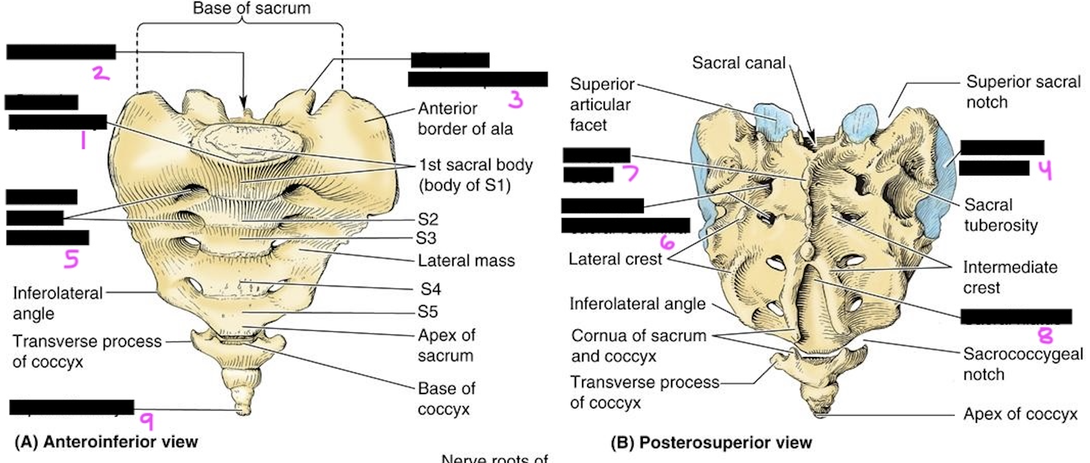 <p>label this diagram of the sacrum</p>