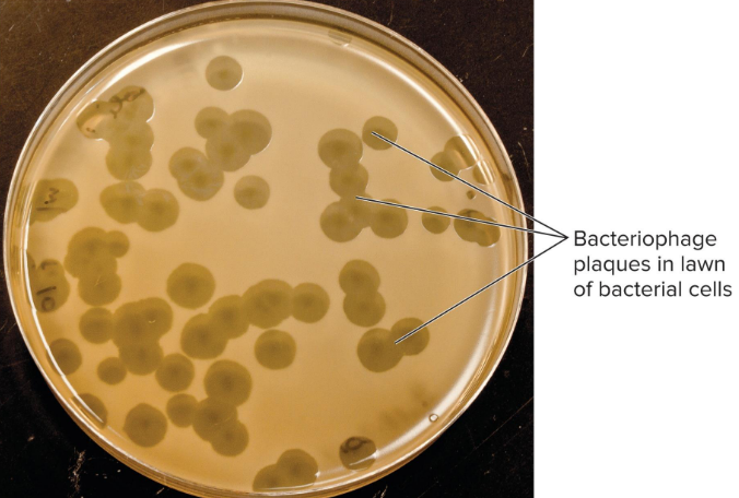 <ul><li><p>method of detecting and quantifying phages</p></li><li><p>bacterial host + phage sample</p></li><li><p>based on zone of clearing</p></li><li><p>used to determine titer within sample</p><ul><li><p>titer = laboratory measurement that determines the concentration of a specific substance, usually antibodies, in a blood sample</p></li></ul></li></ul><p></p>