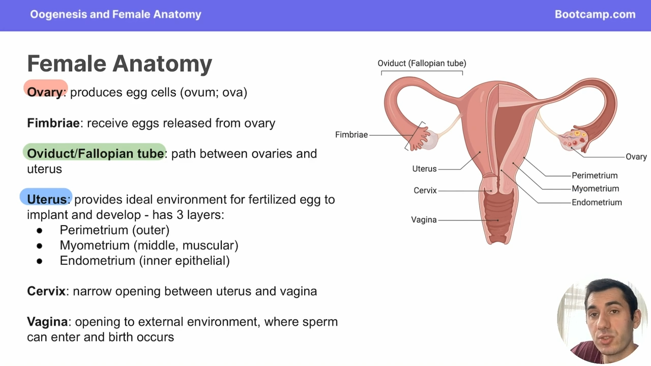 <p>opening to the external environment where sperm cna enter and birth occurs </p>