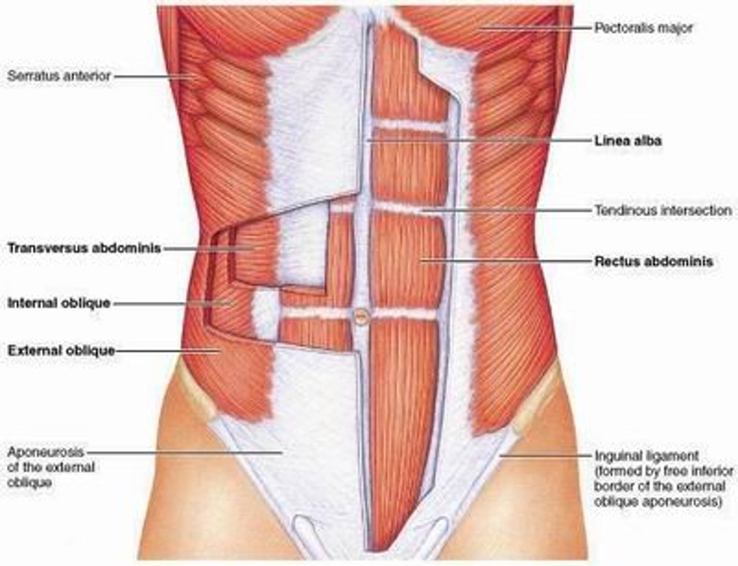 <p>Deepest muscle, fibers run horizontally, part of anterior and lateral wall of abdomen</p><p>*Compresses abdominal contents</p>