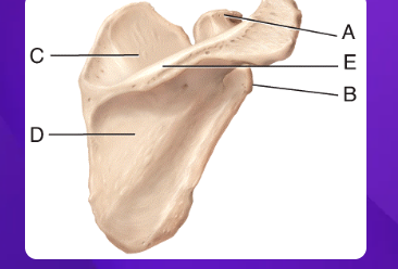 <p>where is the spine of the scapula?</p>