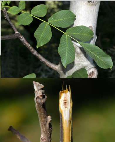 <p>lichozpeřené aromatické listy, větvička uvnitř s přehrádkovanou dření</p>