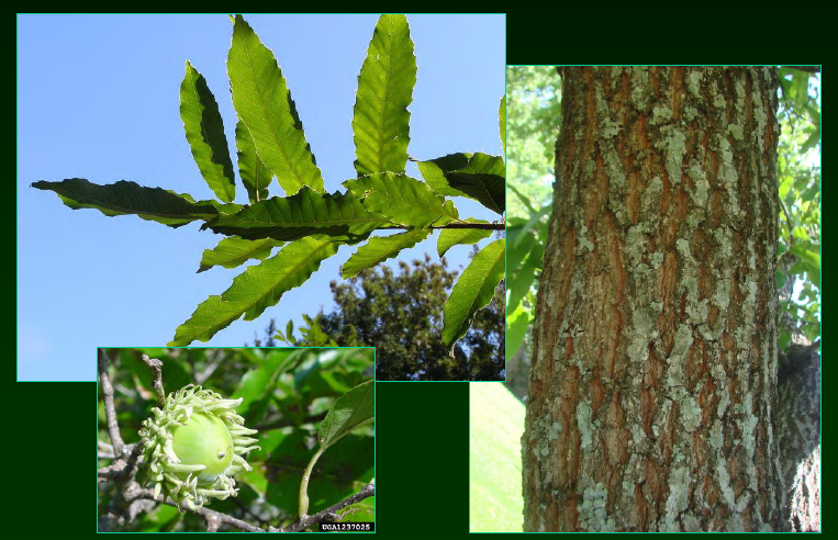 <p>•</p><p>Native to Asia</p><p>•</p><p>Popular tree for deer plantings</p><p>•</p><p>Key Characters:</p><p>•</p><p>Serrate leaves</p><p>•</p><p>Large, spiny acorns</p><p>•</p><p>Vase architecture</p><p>•</p><p>Orangish fissures in bark</p>