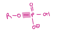 <ul><li><p>linkage between phosphate and hydroxyl group</p></li><li><p>remove H from hydroxyl and OH from phosphate to remove water in dehydration and condensation reaction to give bond </p></li></ul><p></p>