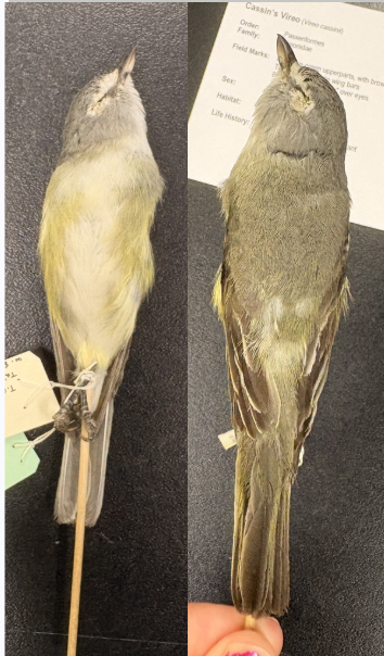 <p>• Dull olive-green upperparts, with grayer crown, whitish underparts</p><p>• Two yellow to white wing bars</p><p>•<strong> Bold white "spectacles" over eyes</strong></p>