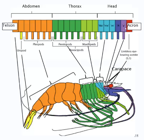 <p>(Acron)</p><p>Head</p><p>Thorax </p><p>Abdomen</p><p>(Telson) </p>