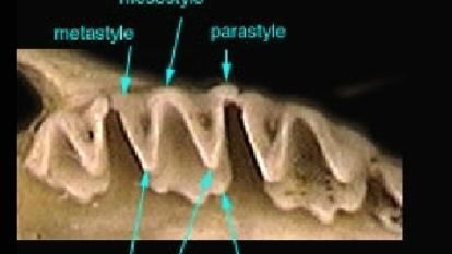 <p>type of pattern</p>