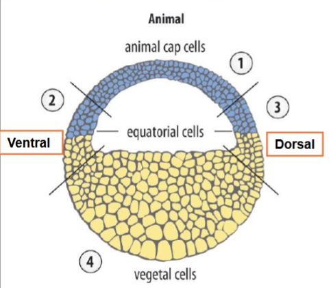 <p>Explants taken from which regions will develop into mesoderm cells?</p>