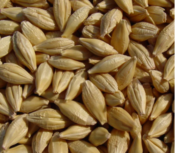 <p>whole barley</p>