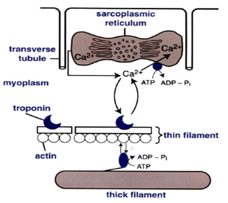<ol><li><p>calcium pumps move calcium to SR</p></li><li><p>Calcium no longer binds to troponin</p></li><li><p>Myosin cannot bind to actin - cross bridge cycling stops</p></li></ol><p></p>