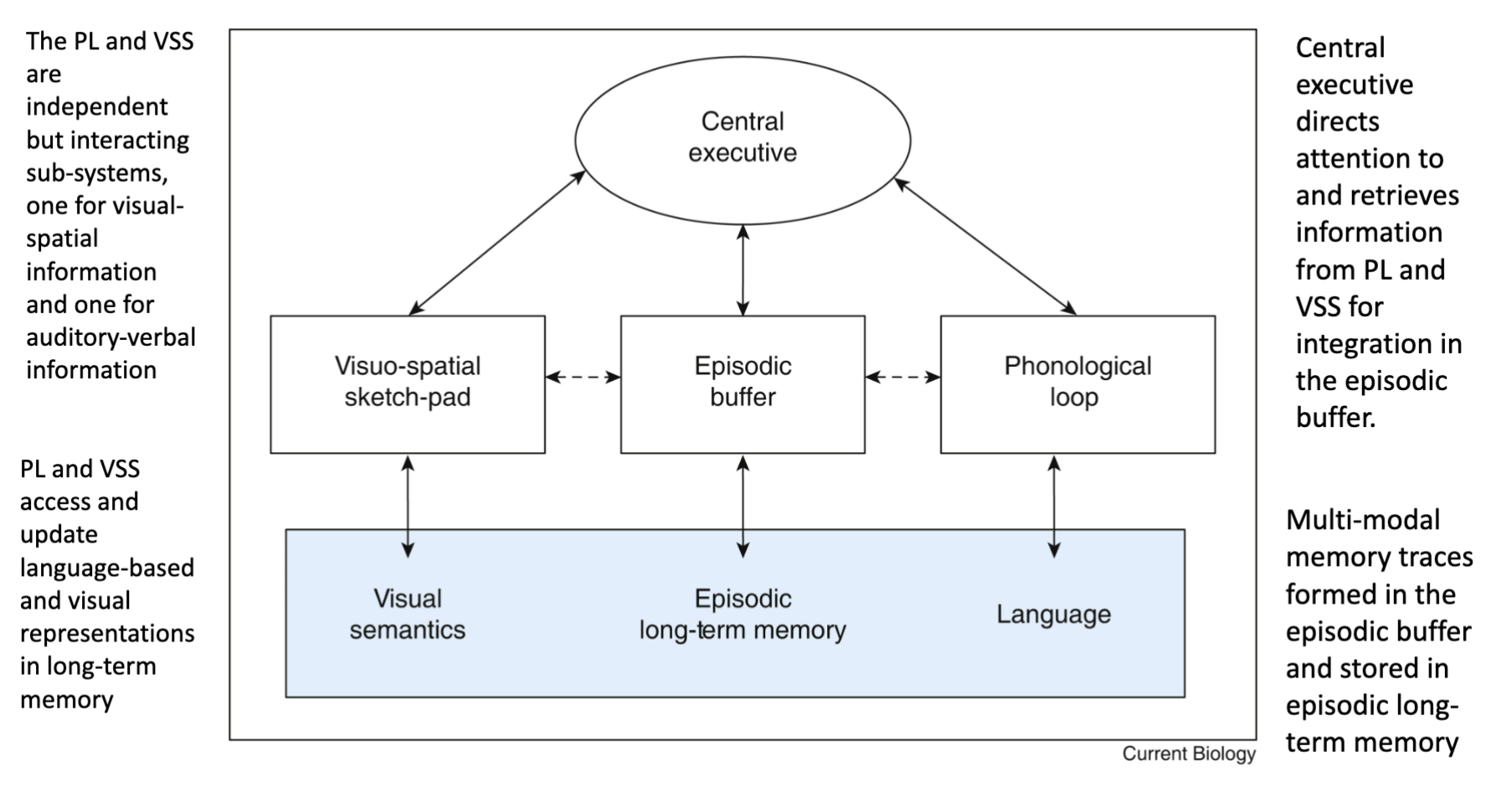 <p>Introduced model of working memory</p><ul><li><p>several components of working memory system lead to long term memory </p></li><li><p>central executive is our retentional processes that direct info to these systems </p></li><li><p>episodic buffer is basically the integration of everything into our current experience with then gets stored in LTM as episodic memory</p></li></ul><p></p><p>Summary</p><ul><li><p>Phonological loop plus visual-spatial sketchpad, with an integrated multi- modal representation in the episodic buffer. Attention to encoding and retrieval processes controlled by central executive.</p></li><li><p>Active workspace for reasoning and problem-solving, not mere maintenance and rehearsal of information.</p></li></ul><p></p>