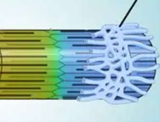 <p>Stores calcium</p>