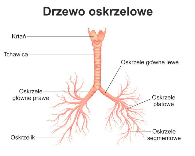 <p>Tchawica dzieli się na dwa oskrzela główne. Prawe jest krótsze, szersze i bardziej pionowe (ciała obce wpadają tam częściej), lewe jest dłuższe i węższe. Dalej dzielą się na płatowe, segmentowe i oskrzeliki (brak chrząstek, dużo mięśni gładkich). Funkcje: Rozprowadzanie powietrza w płucach.</p><p></p>