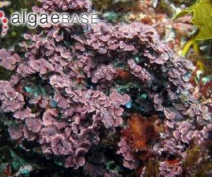 <p>Red algae (Rhodophyta)</p>