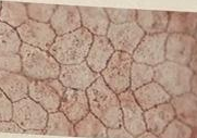 <p>what type of tissue is this?</p>