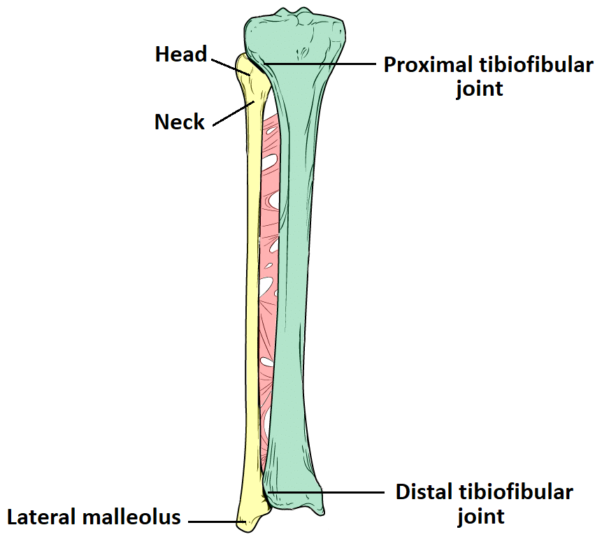 <p>What landmark within Fibula (shin bone, non-weight-bearing bone of lower leg; Curial / fibular/perineal region</p>