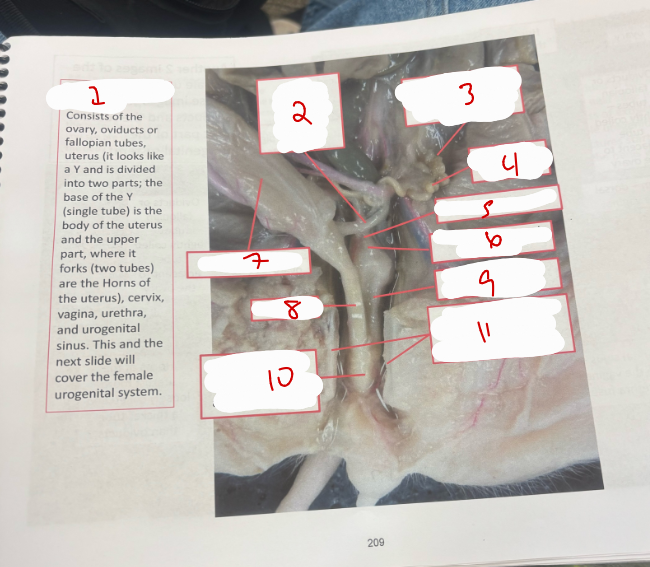 <p>Female Urogenital System 1</p>