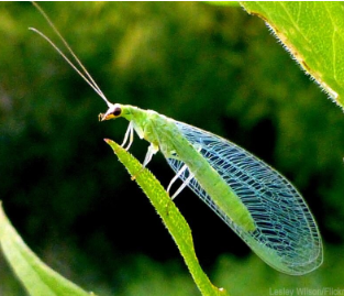 <p>What is the name of this bug?</p>