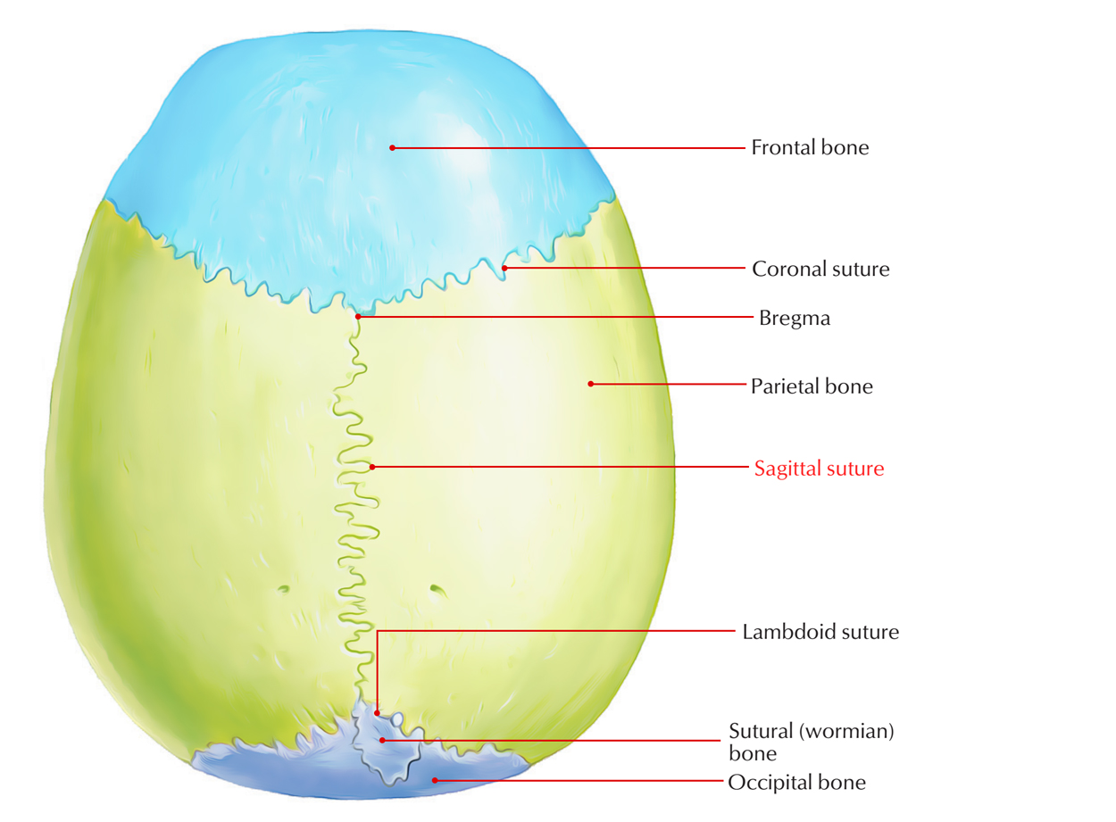 <ol><li><p>sutura sagittalis: os parietale dextrum en os parietale sinistrum</p></li><li><p>sutura coronalis: os frontale en os parietale</p></li><li><p>sutura lambdoidea: os occipitale en os parietale </p></li></ol><p>os occipitale vormt de begrenzing van het foramen magnum</p><p></p>