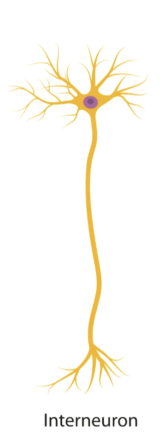 <p>Interneurons</p>